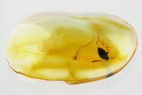 Fossil Beetle (Ptinidae) in Baltic Amber #346609-1